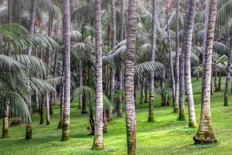 palm trees, nature, forest